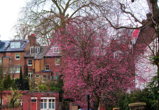 Hampstead3